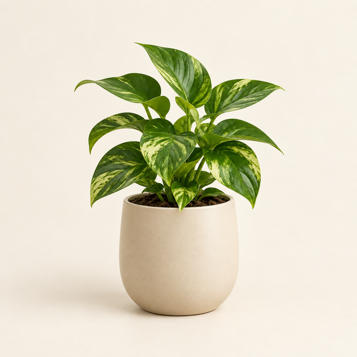Potted Plant
